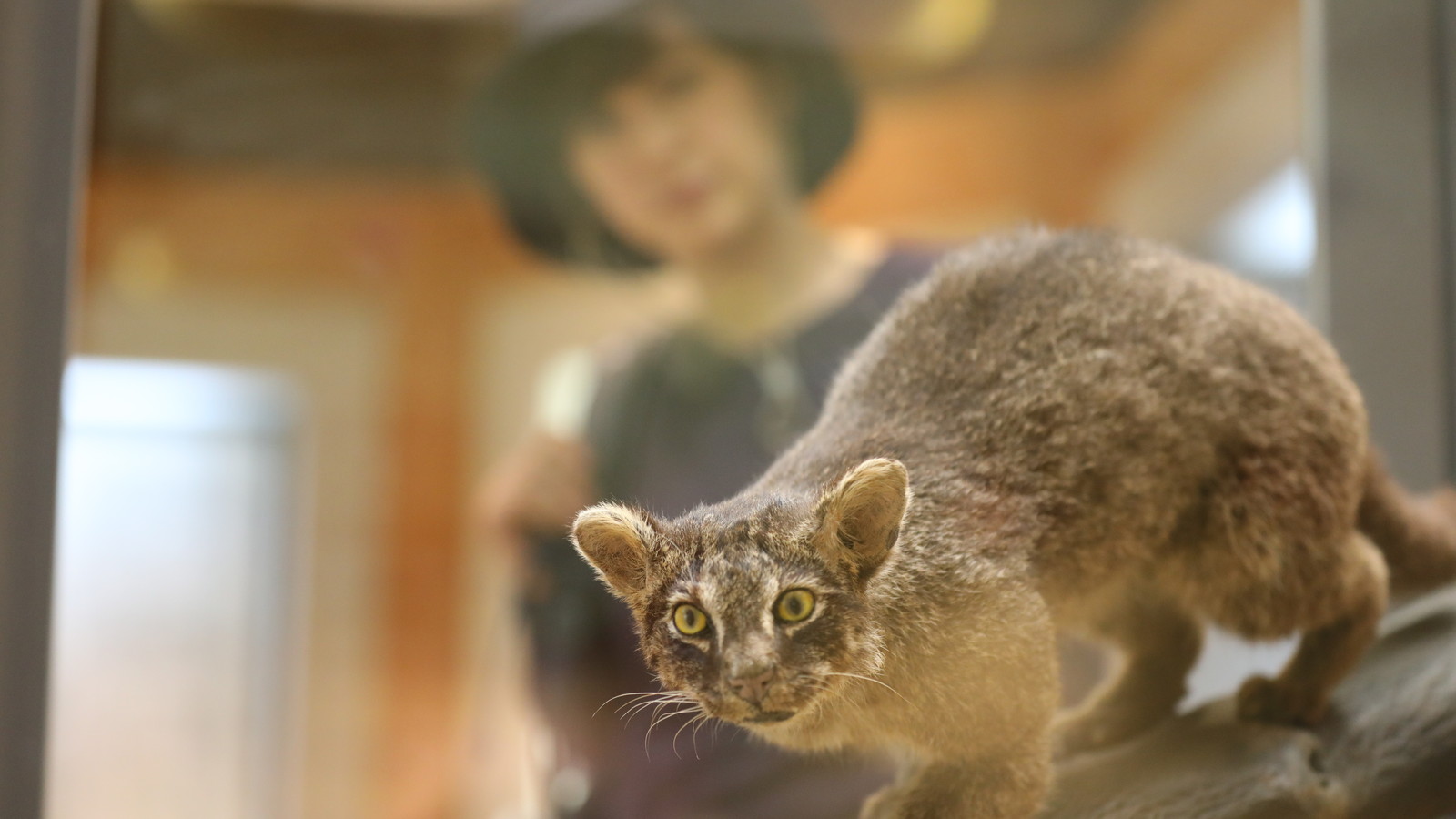 イリオモテヤマネコ 水の島に生きる Earth Walker』｜BSフジ