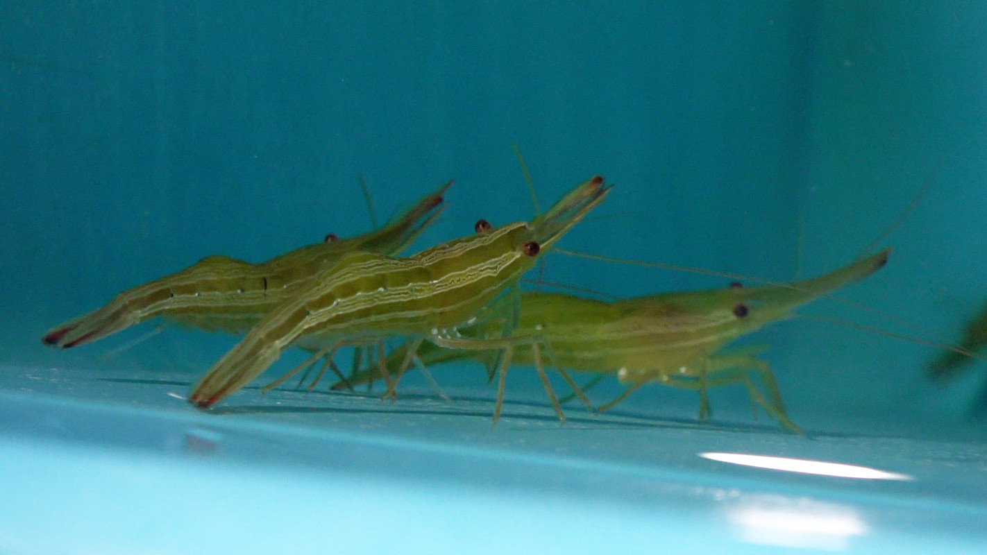 ガリレオX』｜BSフジ